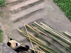 -都江堰中华大熊猫苑