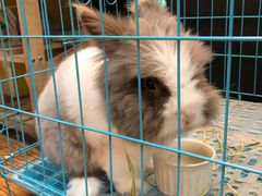 -志龙皇冠吃货椰子铺