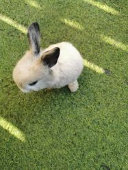 -萌宠亲子动物乐园(槐房万达店)