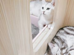 -屋虎猫馆(宝安大仟里店)