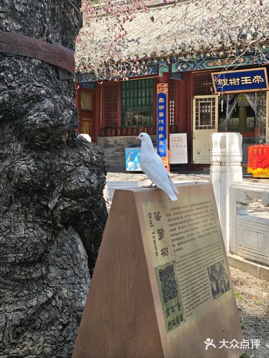 潭柘寺景区图片