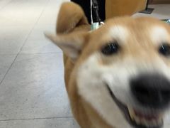 -FAELING PETS美天灵宠物(富力广场店)