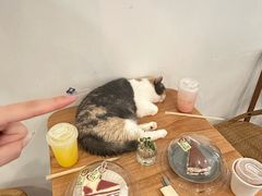 -有猫主题·治愈系猫咖(曾厝垵店)