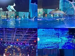 -海合安青岛极地海洋公园