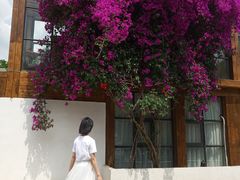 -三圣花乡旅游区