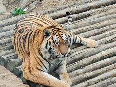 -大连森林动物园