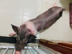 -我爱猫咪·猫咖·狗咖·安哥拉兔·羊驼咖(小寨华旗店)
