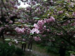 -上海共青森林公园