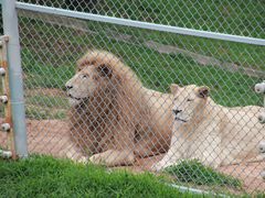 -西霞口神雕山野生动物世界