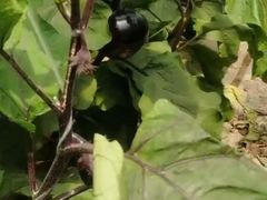 -庞各庄翠芳园西瓜蔬菜基地采摘园