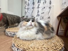 -楼上猫咖(罗湖店)