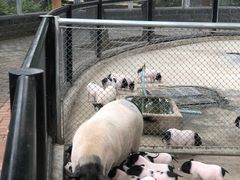 -石家庄市动物园