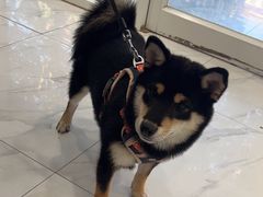 -艾吉宠物医院·疑难杂症转诊中心·猫友好(碧江路院)