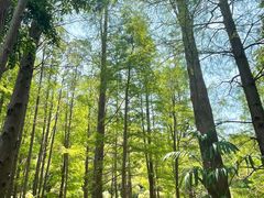 -深圳仙湖植物园