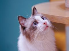 -飞行喵MR PILOT|猫舍·猫咖(静安大融城店)