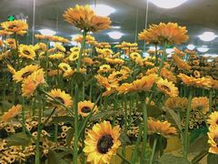 -天津梵高星空艺术馆(天河城旗舰店)