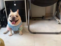 -萌宠之家·腊肠犬·马尔泰·小体犬舍
