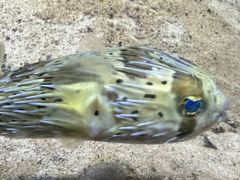 -江和美海洋公园