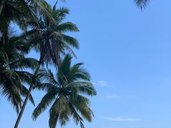 -东郊椰林