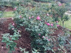 -人民公园(罗湖区)