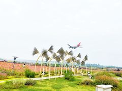 -空港花田景区