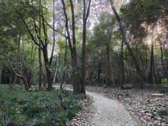 -上海滨江森林公园