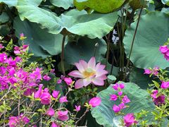 -荔湾湖公园