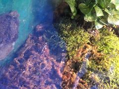-上海大自然野生昆虫馆(东方明珠·爬宠昆虫探索中心)