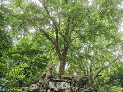 -上海醉白池公园