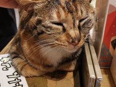 -猫的天空之城概念书店(杭州南宋御街店)