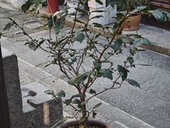 -月栖华明-云间草堂清茶馆(泗泾古镇店)