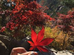 -崂山巨峰游览区