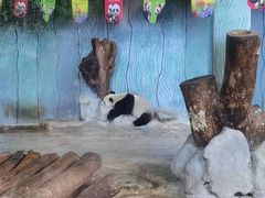 -海南热带野生动植物园