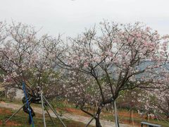 -天适樱花悠乐园