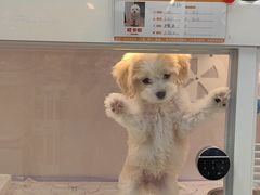 -翊宠yipet猫狗购宠庄园犬舍•猫舍