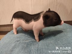 -浣熊柯尔鸭土拨鼠·电玩咖