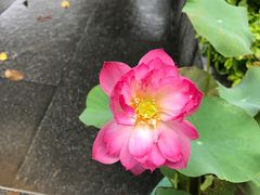 -龙环葡韵住宅式博物馆