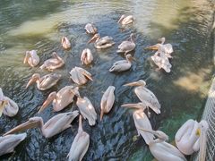 -广州长隆飞鸟乐园