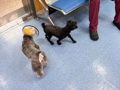 -美联众合动物医院(·中兽医·疑难杂症·严家桥分院)