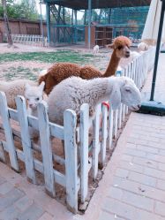 -上美四季动物农场
