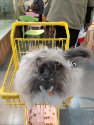 -Moni星球萌宠·小马宝莉·灵蛇·高端高阶全萌宠互动体验俱乐部(红豆国际广场店)