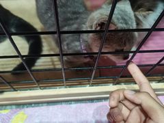 -喵屿·大理花园猫咖