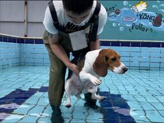 -趣玩宠物乐园寄养训犬训狗游泳池