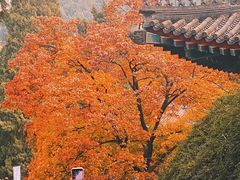 -香山公园