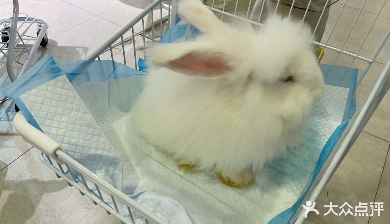 探店 | 周末来撸可爱的兔兔叭🐰