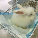探店 | 周末来撸可爱的兔兔叭🐰
