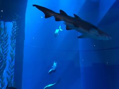 -迪拜水族馆及水下动物园