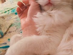 -Bastet sally猫舍购宠(静安店)