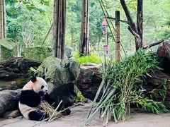 -都江堰中华大熊猫苑