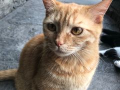 -喵屿·大理花园猫咖